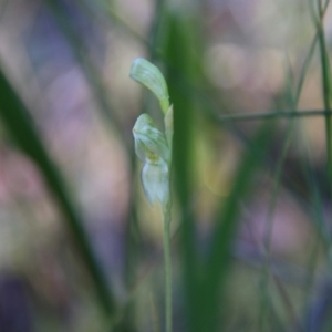 Pterostylis longifolia at Moruya, NSW - suppressed
