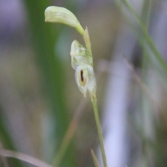 Pterostylis longifolia at Moruya, NSW - 30 Jul 2021