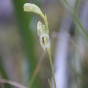 Pterostylis longifolia at Moruya, NSW - suppressed