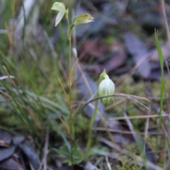 Pterostylis longifolia at Moruya, NSW - suppressed