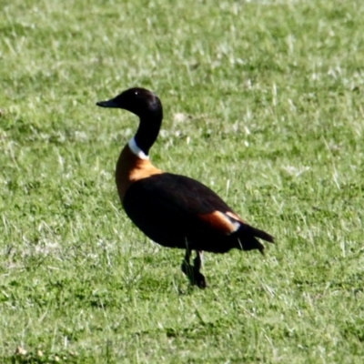 Tadorna tadornoides (Australian Shelduck) at Wirlinga, NSW - 30 Jul 2021 by PaulF