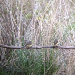 Acanthiza reguloides (Buff-rumped Thornbill) at West Wodonga, VIC - 2 Aug 2021 by Darcy