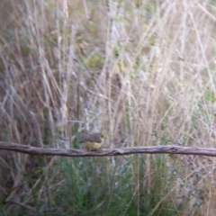 Acanthiza reguloides at West Wodonga, VIC - 2 Aug 2021 01:30 PM