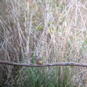 Acanthiza reguloides at West Wodonga, VIC - 2 Aug 2021 01:30 PM