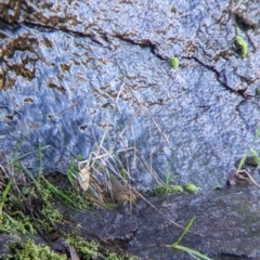 Sericornis frontalis (White-browed Scrubwren) at Wodonga - 2 Aug 2021 by Darcy