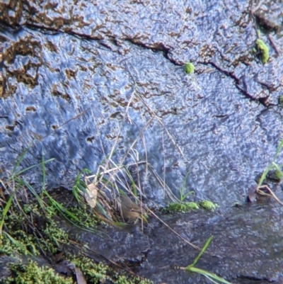 Sericornis frontalis (White-browed Scrubwren) at Wodonga - 2 Aug 2021 by Darcy