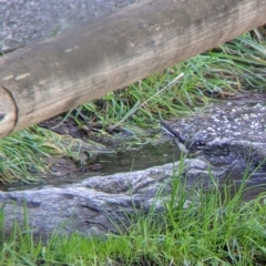 Rhipidura albiscapa (Grey Fantail) at Felltimber Creek NCR - 2 Aug 2021 by Darcy