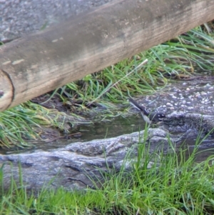 Rhipidura albiscapa at West Wodonga, VIC - 2 Aug 2021