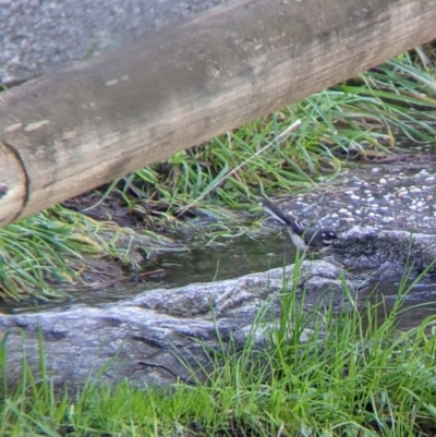 Rhipidura albiscapa (Grey Fantail) at Wodonga - 2 Aug 2021 by Darcy