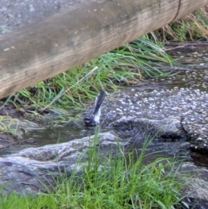 Rhipidura albiscapa at West Wodonga, VIC - 2 Aug 2021