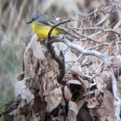 Eopsaltria australis (Eastern Yellow Robin) at West Wodonga, VIC - 2 Aug 2021 by Darcy