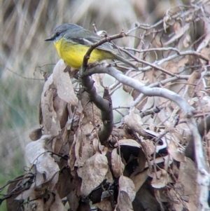 Eopsaltria australis at West Wodonga, VIC - 2 Aug 2021