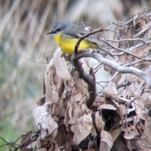 Eopsaltria australis at West Wodonga, VIC - 2 Aug 2021 01:34 PM