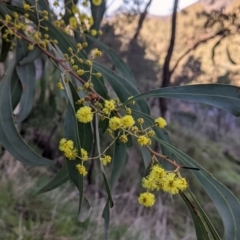 Acacia rubida (Red-stemmed Wattle, Red-leaved Wattle) at West Wodonga, VIC - 2 Aug 2021 by Darcy