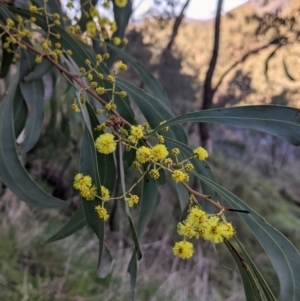 Acacia rubida at West Wodonga, VIC - 2 Aug 2021 01:37 PM