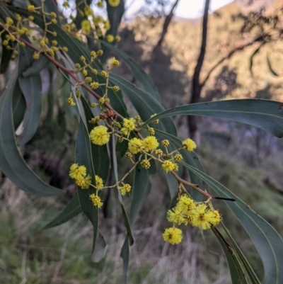 Acacia rubida (Red-stemmed Wattle, Red-leaved Wattle) at Felltimber Creek NCR - 2 Aug 2021 by Darcy