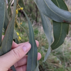 Acacia rubida at West Wodonga, VIC - 2 Aug 2021 01:37 PM