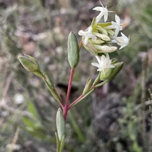 Pimelea linifolia subsp. linifolia at Majura, ACT - 2 Aug 2021