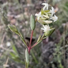 Pimelea linifolia subsp. linifolia (Queen of the Bush, Slender Rice-flower) at Mount Ainslie - 2 Aug 2021 by JaneR