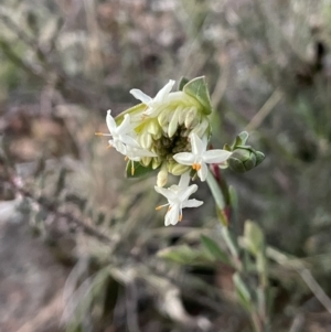 Pimelea linifolia subsp. linifolia at Majura, ACT - 2 Aug 2021