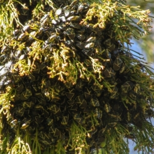 Commius elegans at Majura, ACT - 29 Jul 2021