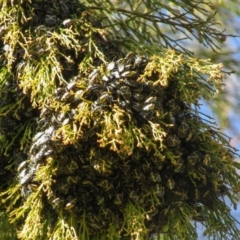 Commius elegans at Majura, ACT - 29 Jul 2021 01:06 PM