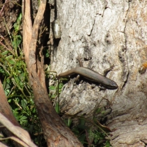 Morethia boulengeri at Majura, ACT - 29 Jul 2021