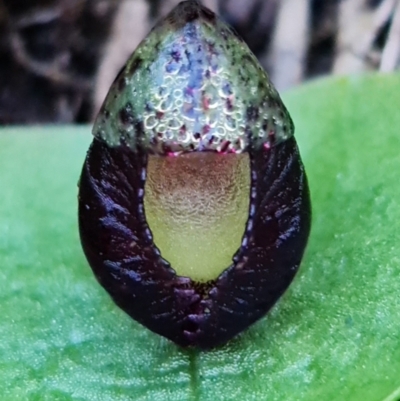 Corysanthes incurva (Slaty Helmet Orchid) at Downer, ACT - 2 Aug 2021 by RobG1