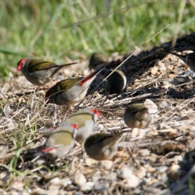 Neochmia temporalis (Red-browed Finch) at East Albury, NSW - 2 Aug 2021 by PaulF