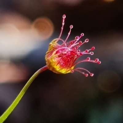 Drosera auriculata (Tall Sundew) at Black Mountain - 2 Aug 2021 by RobG1