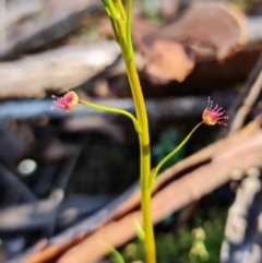 Drosera auriculata at Downer, ACT - 2 Aug 2021 11:46 AM