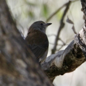 Colluricincla harmonica at Wirlinga, NSW - 30 Jul 2021 01:21 PM