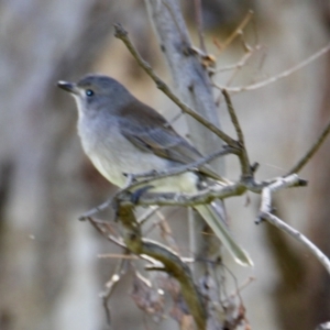 Colluricincla harmonica at Wirlinga, NSW - 30 Jul 2021