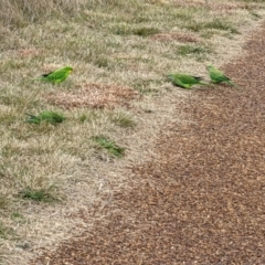 Polytelis swainsonii (Superb Parrot) at Franklin, ACT - 1 Aug 2021 by Aminis