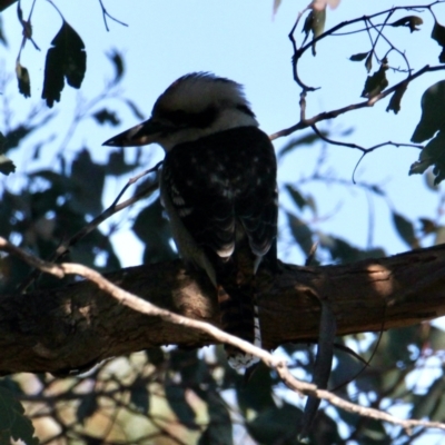 Dacelo novaeguineae (Laughing Kookaburra) at Albury - 2 Aug 2021 by PaulF