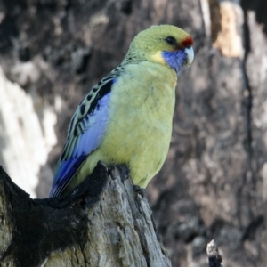 Platycercus elegans flaveolus at East Albury, NSW - 2 Aug 2021