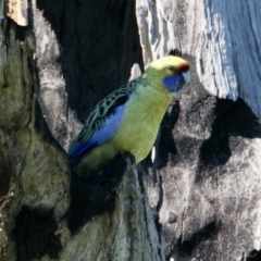 Platycercus elegans flaveolus at East Albury, NSW - 2 Aug 2021