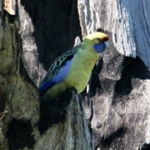 Platycercus elegans flaveolus at East Albury, NSW - 2 Aug 2021