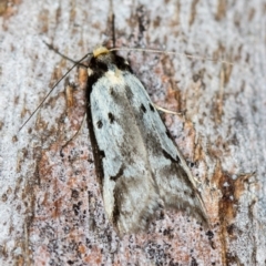 Philobota lysizona (A concealer moth) at Paddys River, ACT - 11 Nov 2018 by Bron