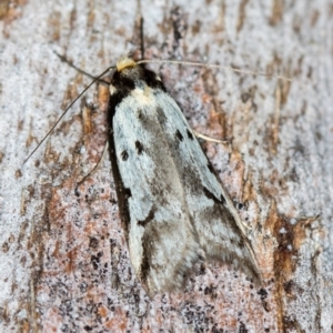 Philobota lysizona at Paddys River, ACT - 12 Nov 2018 08:55 AM