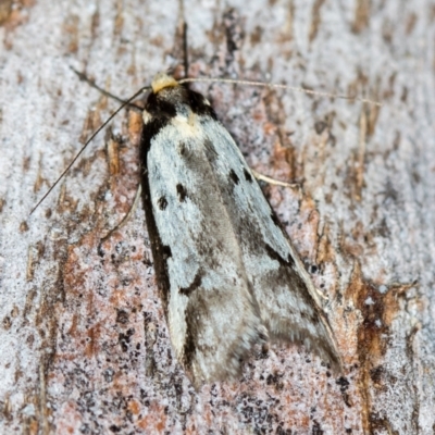 Philobota lysizona (A concealer moth) at Tidbinbilla Nature Reserve - 11 Nov 2018 by Bron