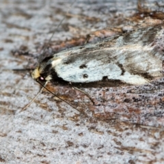 Philobota lysizona at Paddys River, ACT - 12 Nov 2018 08:55 AM