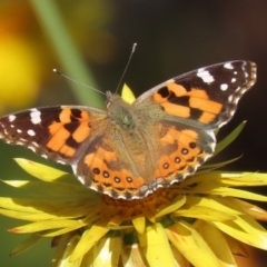 Vanessa kershawi (Australian Painted Lady) at Acton, ACT - 2 Aug 2021 by RodDeb