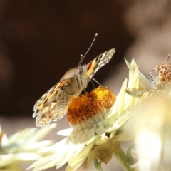 Vanessa kershawi at Acton, ACT - 2 Aug 2021 01:43 PM