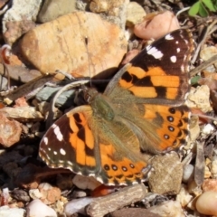 Vanessa kershawi at Acton, ACT - 2 Aug 2021 01:43 PM