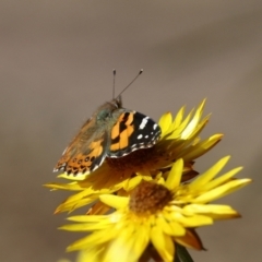 Vanessa kershawi at Acton, ACT - 2 Aug 2021 01:43 PM