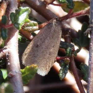 Oecophoridae (family) at Acton, ACT - 2 Aug 2021 12:15 PM