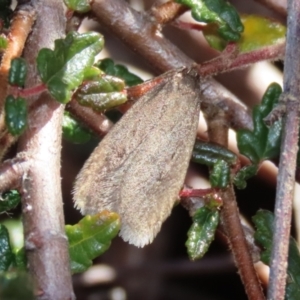 Oecophoridae (family) at Acton, ACT - 2 Aug 2021