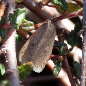 Oecophoridae (family) at Acton, ACT - 2 Aug 2021