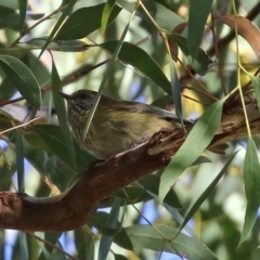 Acanthiza lineata at Acton, ACT - 2 Aug 2021